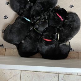 German Shepherd Puppies from Lucky Star Shepherds