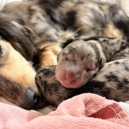 Dachshund puppies from The Dainty Dachshund
