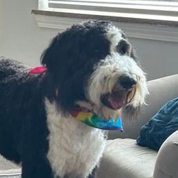  from Ohio Valley Sheepadoodles