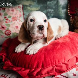 Clove - Lemon and white female Basset Hound puppy in Hodges, South Carolina from Blooming Basset