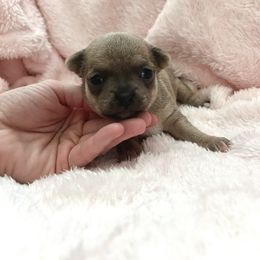 Emerald - Blue fawn female Chihuahua puppy in Mesa, Arizona from Arizona Dream Chihuahuas