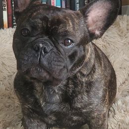 French Bulldogs from Indiana French Bulldog Puppies