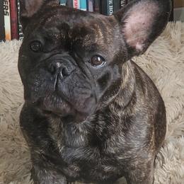 French Bulldogs from Indiana French Bulldog Puppies