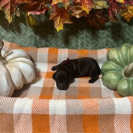 Maroon Collar - Brown male Boykin Spaniel puppy in Hurtsboro, Alabama from PARK’s Family Farm