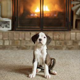 Fancy - Brindle female Boxer puppy in Georgia from Stephanie’s Boxers