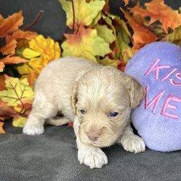 Bella - Buff female Cockapoo puppy in Placerville, California from Rpuppies