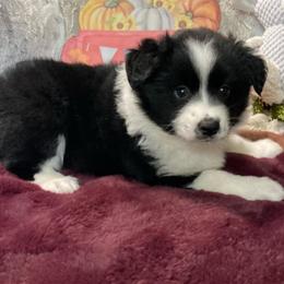 Ruby - Black tri female Miniature Australian Shepherd puppy in Westwego, Louisiana from Connie's American Eskimo Dogs and Mini Australian Shepherd Dogs