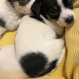 Annie - Black and white female Chihuahua puppy in Amity, Pennsylvania from Rhoda and Verna
