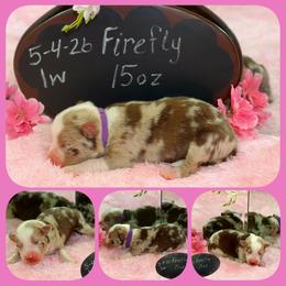 Firefly - Red merle female Australian Shepherd puppy in Levelland, Texas from Once Upon a Time Aussies