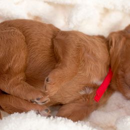Goldendoodle Puppies from Small World Doodles