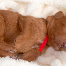 Goldendoodle Puppies from Small World Doodles