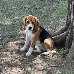 Rio - Black tan and white female Beagle puppy in Needville, Texas from Rancho Robles Kennels