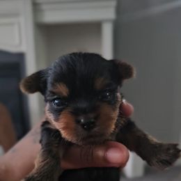 Zara - Black and tan female Yorkshire Terrier puppy in North Chesterfield, Virginia from YorkieLover