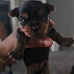 Zara - Black and tan female Yorkshire Terrier puppy in North Chesterfield, Virginia from YorkieLover