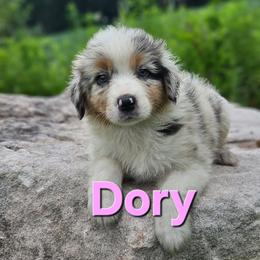 Dory - Blue merle female Australian Shepherd puppy in Trout Run, Pennsylvania from Rose Valley Aussies
