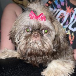 Pumpkin - Shih Tzu