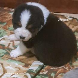 HOWIE - Black tri-color male Australian Shepherd puppy in Elk Creek, Missouri from Hearts on Fire Australian Shepherds