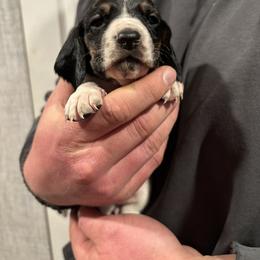 Girl 3 - Black brown and white female Basset Hound puppy in Noblesville, Indiana from Russell Bassets