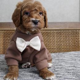 Martha May - Red  female Goldendoodle puppy in Warsaw, Ohio from Lovabledoodles