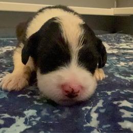 Mint - Gray and white male Old English Sheepdog puppy in Iowa from Midwest Puppy Paws