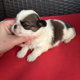 Lexus - Tricolor female Shih Tzu puppy in Lakeland, Florida from Sunshine Shih Tzus