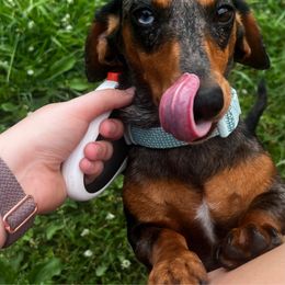 Jewels - Dapple female Dachshund puppy in Bowling Green, Kentucky from Lost River Shorty's