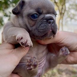 Blue Fawn Girl - AKC French Bulldog Puppy (white chest)(Nebula and Saga) - Fawn female French Bulldog puppy in Gulf Breeze, Florida from SW Frenchies