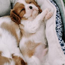 Cavalier King Charles Spaniel Puppies from Cavalier & Co.