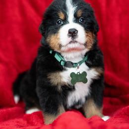 Diesel - Tri-color male Bernese Mountain Dog puppy in Soldiers Grove, Wisconsin from Lonesome Pine Farm
