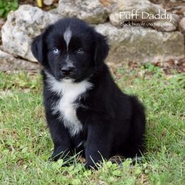 Puff Daddy - Black & white male Miniature Australian Shepherd puppy in Evant, Texas from Lazy VT Bar Ranch