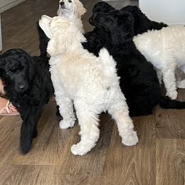 Poodle Puppies from Tyler Family Poodles