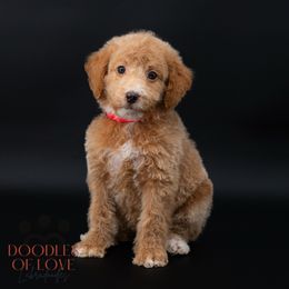 Miss Red - Apricot female Labradoodle puppy in Travelers Rest, South Carolina from Doodles of Love Labradoodles