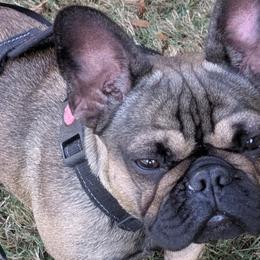 French Bulldogs from TRBC Frenchies