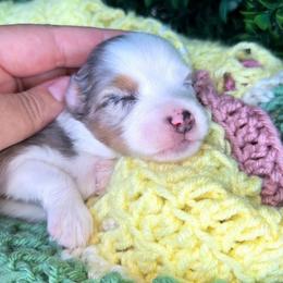 Mr. Patrick - Blue merle male Toy Australian Shepherd puppy in Dolan Springs, Arizona from High Desert Companions
