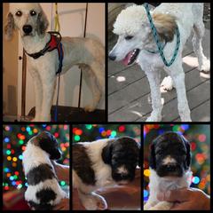 Goldendoodle, Labradoodle, Poodle, and Saint Berdoodle Puppies from Dent’s Doodles