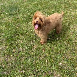 Drummer - Caramel male Australian Labradoodle puppy in Calhoun, Louisiana from Arrowhead Australian Labradoodles