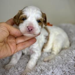 Orange - Red male Australian Labradoodle puppy in Antelope, California from Adorable Labradoodle