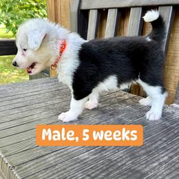 Orange collar - Black and white male Yakutian Laika puppy in Bethel, Ohio from Caldersong Kennels