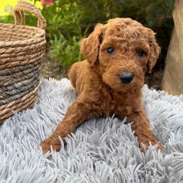 Arlo - Red male Labradoodle puppy in English, Indiana from Doodle Darlings