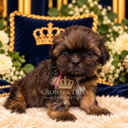 Princess fuchsia - Black and tan female Shih Tzu puppy in Xenia, Ohio from Crown & Tress Shih Tzu