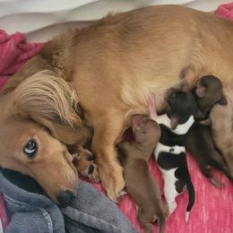 Dachshunds from Oakley's Dachshund Ranch