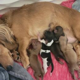 Dachshunds from Oakley's Dachshund Ranch