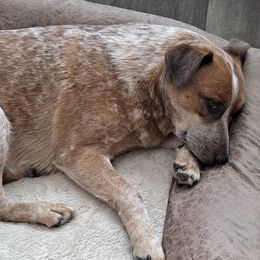 Australian Cattle Dogs, Great Danes, and Pembroke Welsh Corgis from Paul's Pups