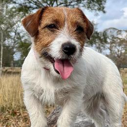 Heidi - Russell Terrier