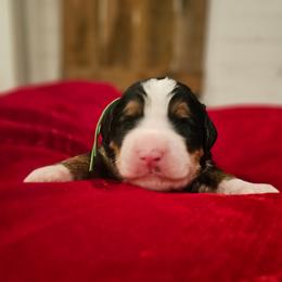 Green collar - Tri-color female Bernedoodle puppy in Shelby, North Carolina from Forever Grateful Doodles