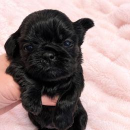 Brooklyn - Black female Shih Tzu puppy in Tallahassee, Florida from Bows and Bow Ties