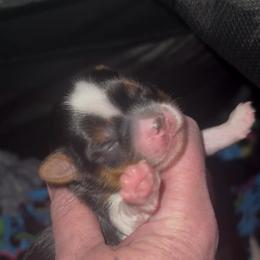 Chocolate Parti boy - Chocolate and tan male Yorkshire Terrier puppy in Des Moines, Iowa from Diamond Yorkshire Terriers