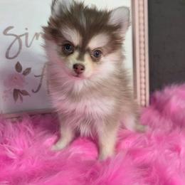 CHOCOLATE POCKET SIZE POMSKY GIRL - Chocolate female Pomsky puppy in Austin, Colorado from Colorado Mini Dachshunds & Mini Pomskies