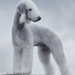 Basset Hounds and Bedlington Terriers from First Class Bassets and Bedlingtons