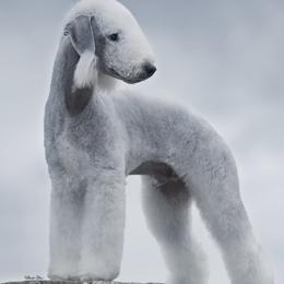 Basset Hounds and Bedlington Terriers from First Class Bassets and Bedlingtons